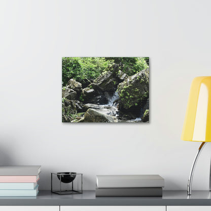 Copy of Canvas Stretched - Forest@Home - El Yunque - Recovering from Hurricane Maria - This is how a good part of the tral Tradewinds looks like - Green Forest Home