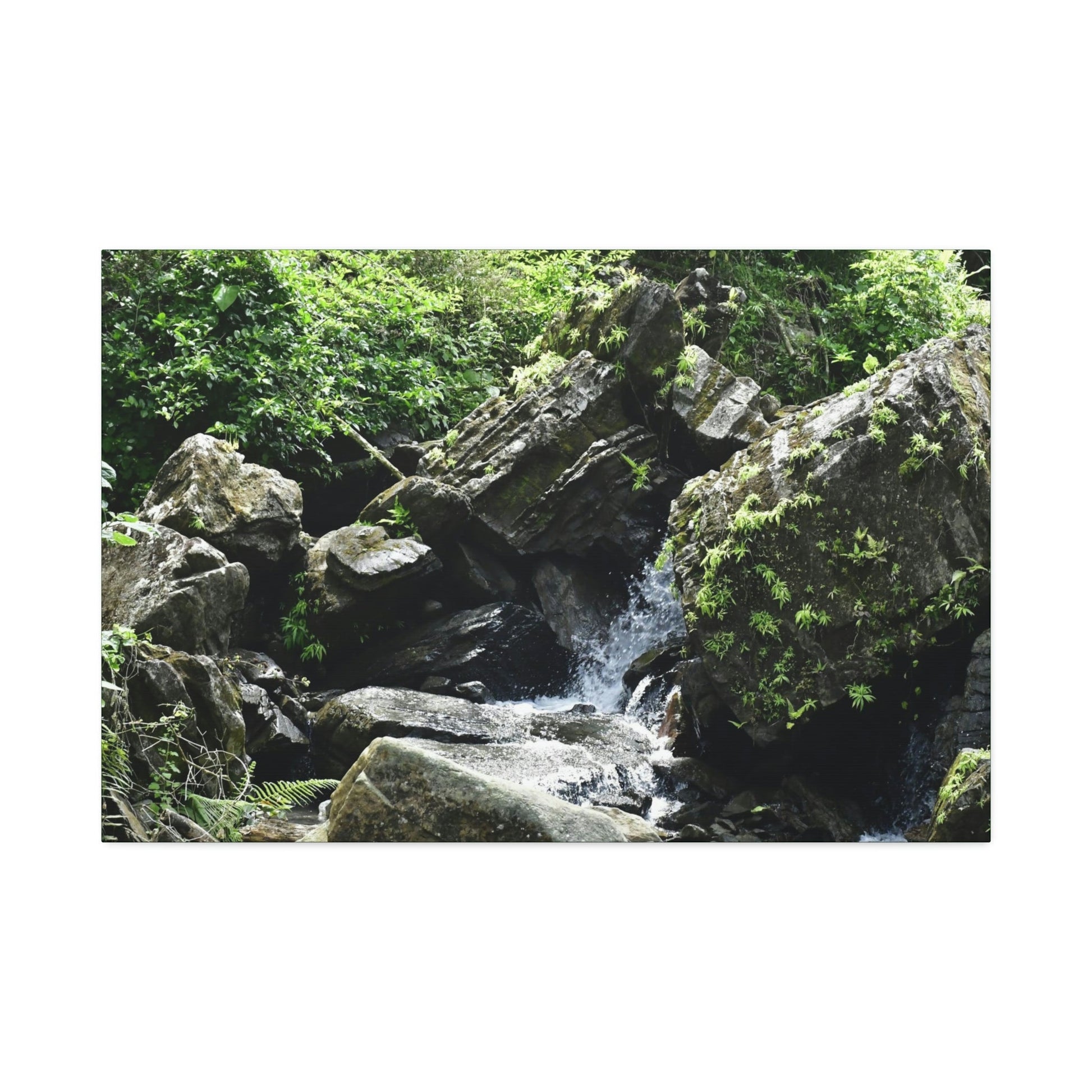 Copy of Canvas Stretched - Forest@Home - El Yunque - Recovering from Hurricane Maria - This is how a good part of the tral Tradewinds looks like - Green Forest Home