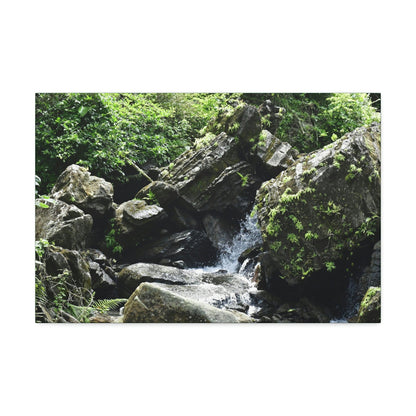 Copy of Canvas Stretched - Forest@Home - El Yunque - Recovering from Hurricane Maria - This is how a good part of the tral Tradewinds looks like - Green Forest Home