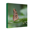 Copy of Copy of Deals on Thin Canvas - Stretched, 0.75" - Small Sizes - Ideal for Wall Forest Mosaics - Closeup of a Sierra Palm branch - Green Forest Home