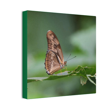 Copy of Copy of Deals on Thin Canvas - Stretched, 0.75" - Small Sizes - Ideal for Wall Forest Mosaics - Closeup of a Sierra Palm branch - Green Forest Home