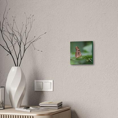 Copy of Copy of Deals on Thin Canvas - Stretched, 0.75" - Small Sizes - Ideal for Wall Forest Mosaics - Closeup of a Sierra Palm branch - Green Forest Home