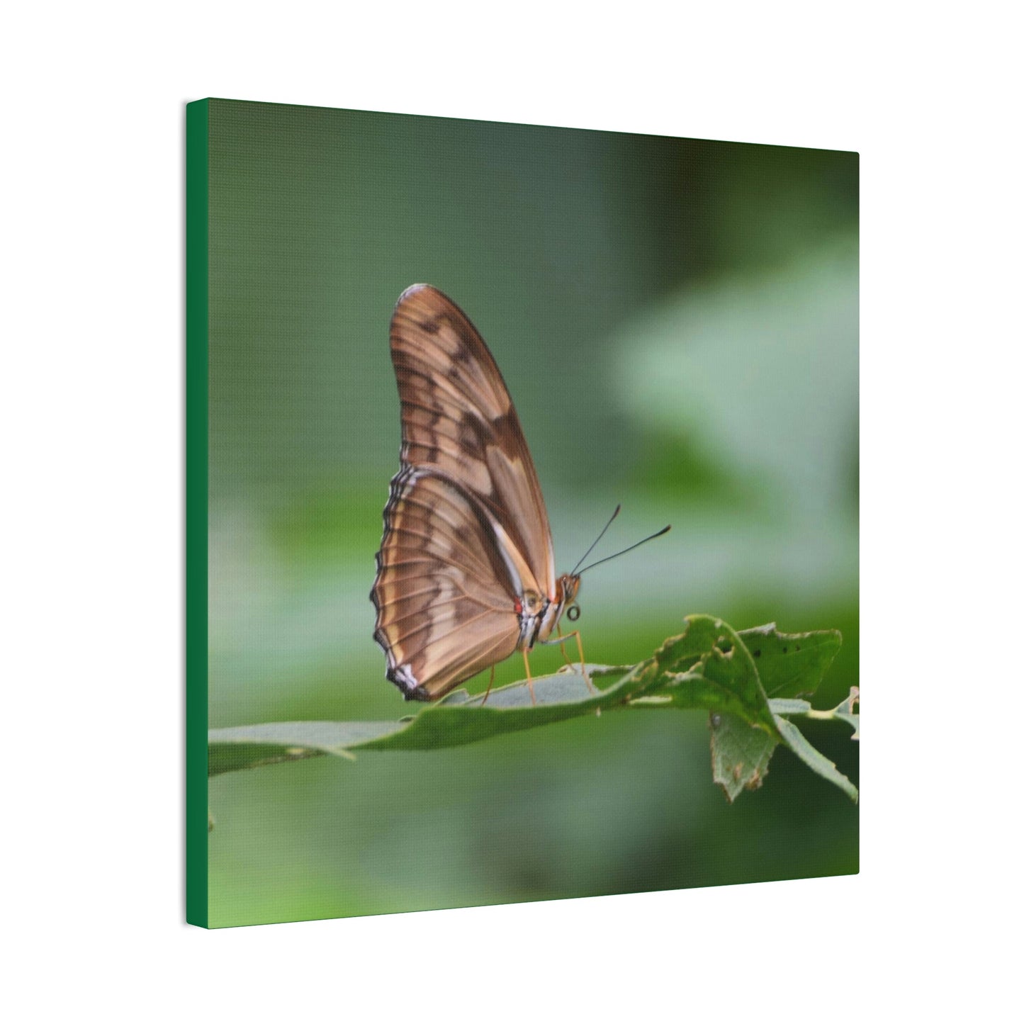 Copy of Copy of Deals on Thin Canvas - Stretched, 0.75" - Small Sizes - Ideal for Wall Forest Mosaics - Closeup of a Sierra Palm branch - Green Forest Home