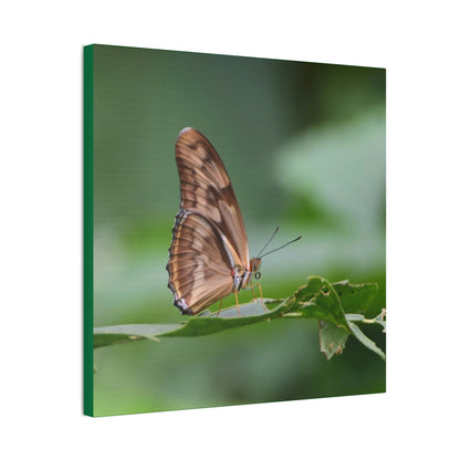 Copy of Copy of Deals on Thin Canvas - Stretched, 0.75" - Small Sizes - Ideal for Wall Forest Mosaics - Closeup of a Sierra Palm branch - Green Forest Home
