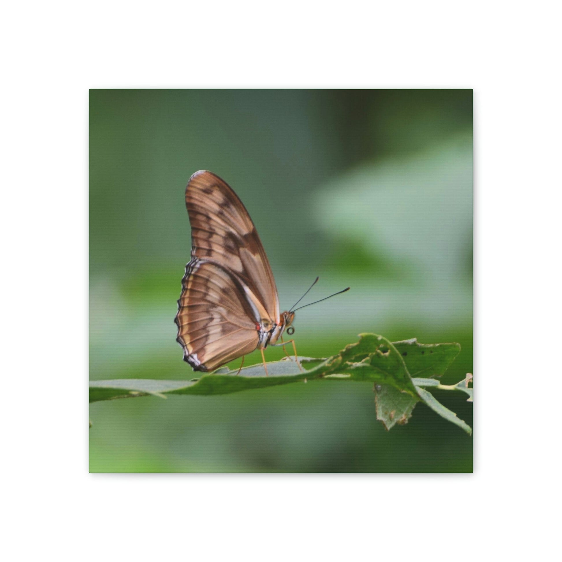Copy of Copy of Deals on Thin Canvas - Stretched, 0.75" - Small Sizes - Ideal for Wall Forest Mosaics - Closeup of a Sierra Palm branch - Green Forest Home