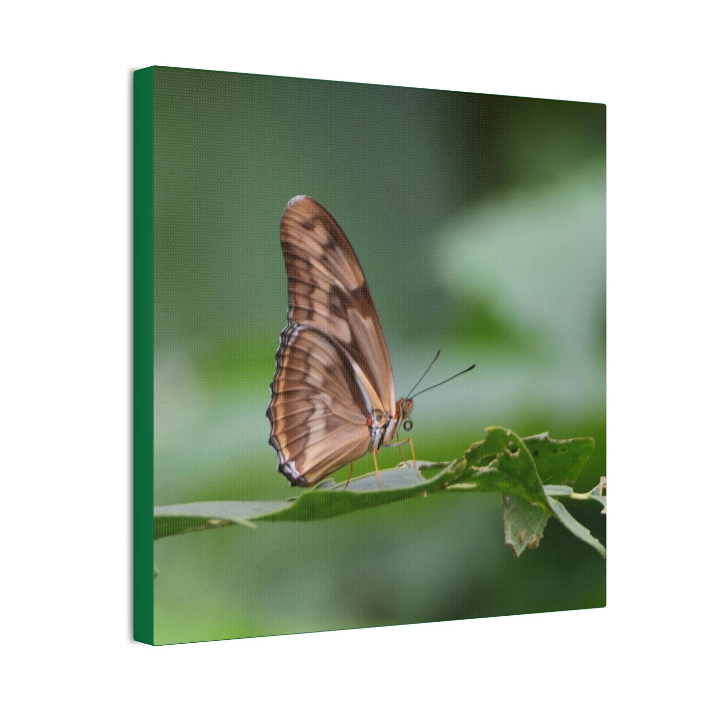 Copy of Copy of Deals on Thin Canvas - Stretched, 0.75" - Small Sizes - Ideal for Wall Forest Mosaics - Closeup of a Sierra Palm branch - Green Forest Home