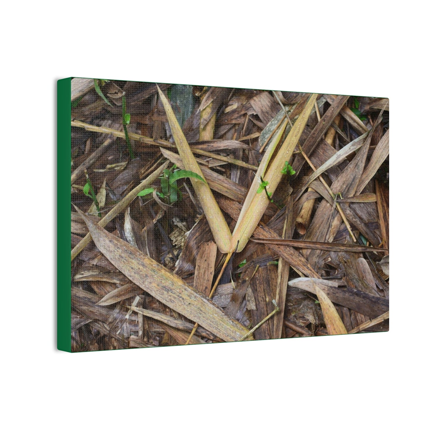 Copy of Deals on Thin Canvas - Stretched, 0.75" - Small Sizes Horizontal - Ideal for Wall Forest Mosaics - Cluster of Common Yunque Plants - Green Forest Home