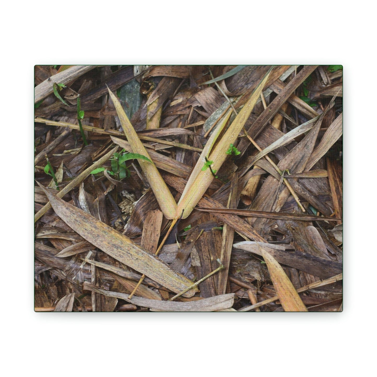 Copy of Deals on Thin Canvas - Stretched, 0.75" - Small Sizes Horizontal - Ideal for Wall Forest Mosaics - Cluster of Common Yunque Plants - Green Forest Home