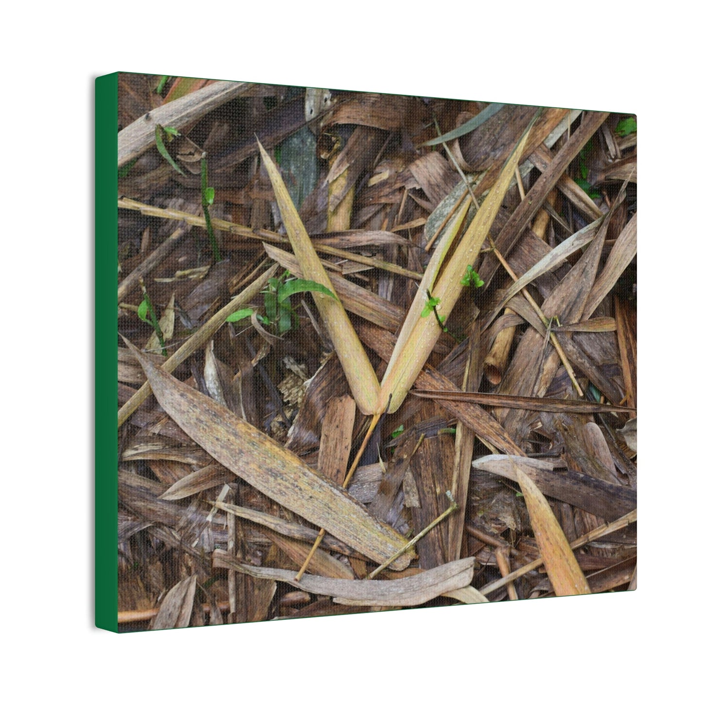 Copy of Deals on Thin Canvas - Stretched, 0.75" - Small Sizes Horizontal - Ideal for Wall Forest Mosaics - Cluster of Common Yunque Plants - Green Forest Home