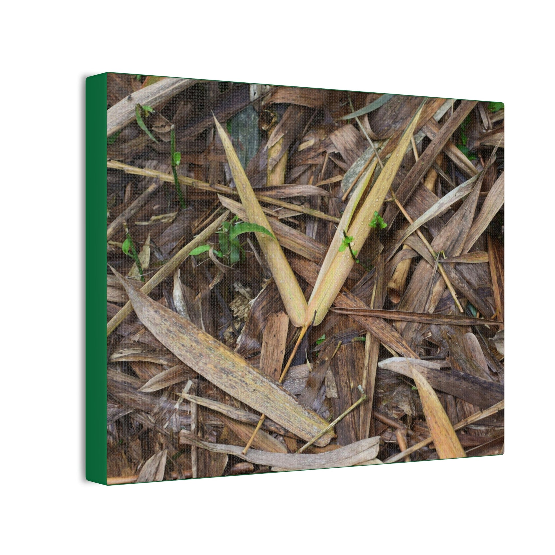 Copy of Deals on Thin Canvas - Stretched, 0.75" - Small Sizes Horizontal - Ideal for Wall Forest Mosaics - Cluster of Common Yunque Plants - Green Forest Home