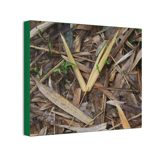 Copy of Deals on Thin Canvas - Stretched, 0.75" - Small Sizes Horizontal - Ideal for Wall Forest Mosaics - Cluster of Common Yunque Plants - Green Forest Home