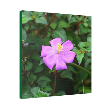 DEAL - Thin Canvas - Stretched, 0.75" - Small Sizes - Ideal for Wall Forest Mosaics - Leaves of El Yunque - Flowers in foliage - Green Forest Home