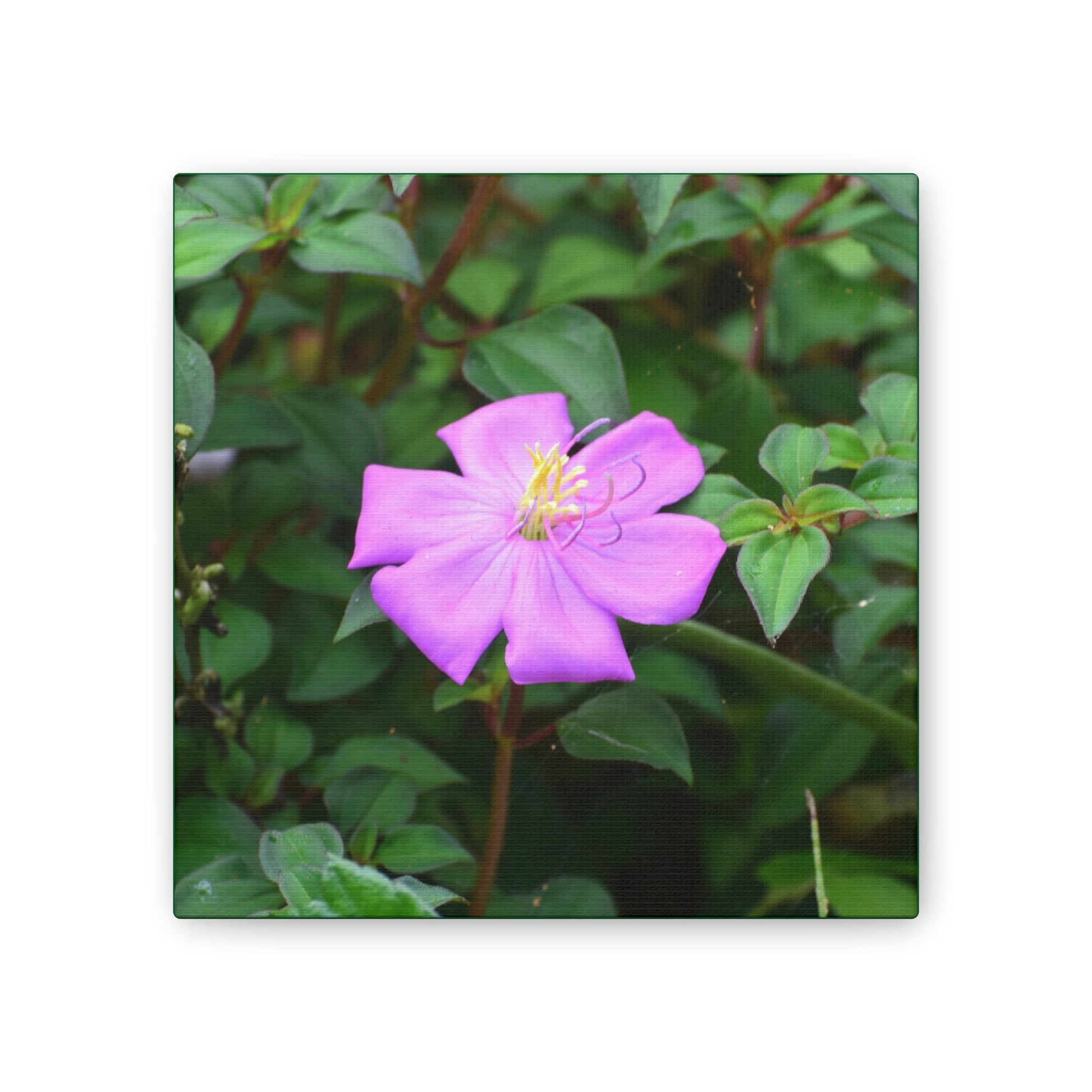 DEAL - Thin Canvas - Stretched, 0.75" - Small Sizes - Ideal for Wall Forest Mosaics - Leaves of El Yunque - Flowers in foliage - Green Forest Home