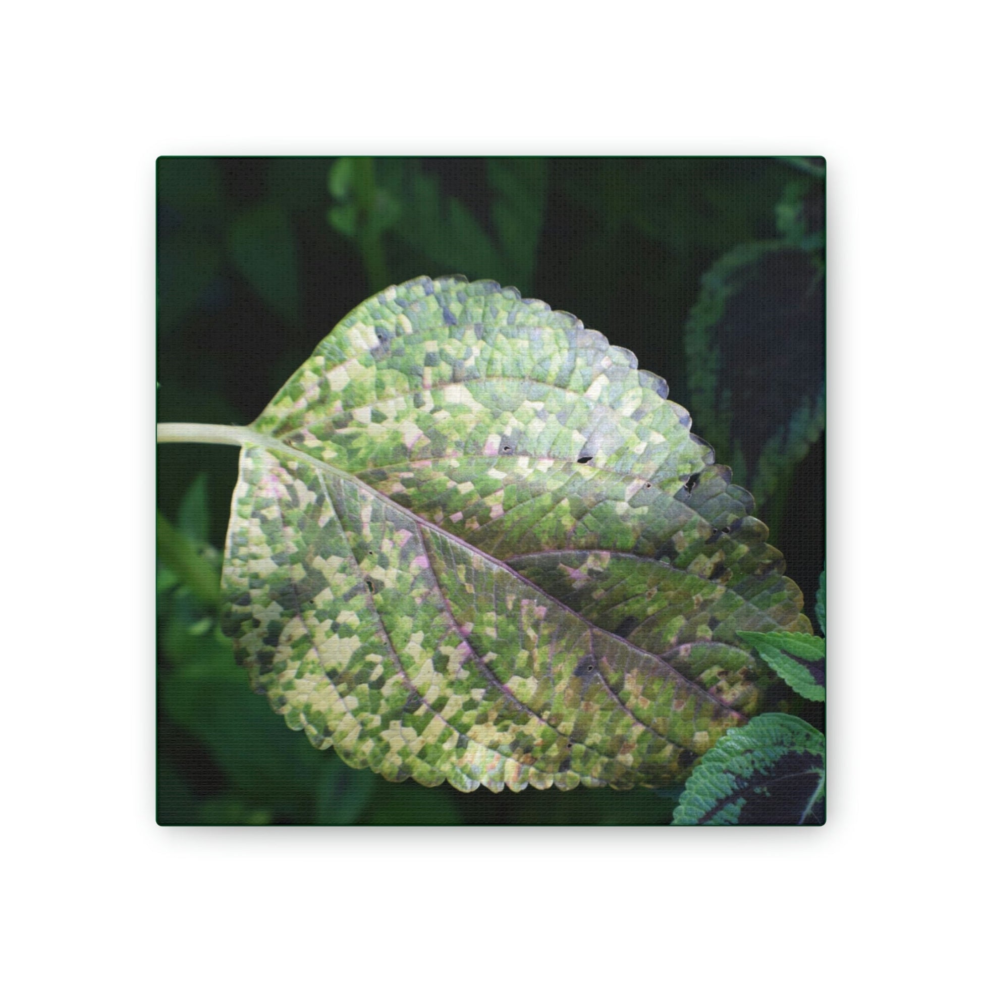 DEAL - Thin Canvas - Stretched, 0.75" - Small Sizes - Ideal for Wall Forest Mosaics - Leaves of El Yunque - Rare Mosaic Leaf - Green Forest Home