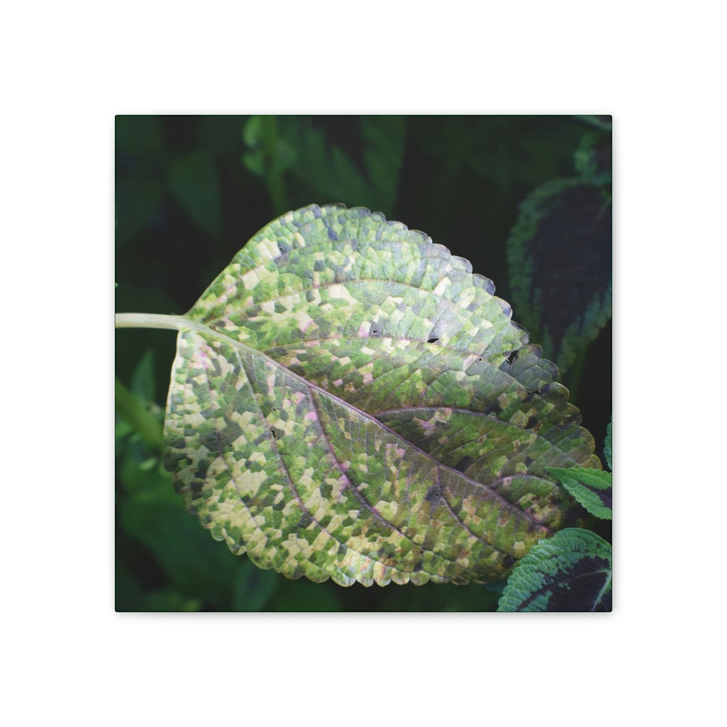 DEAL - Thin Canvas - Stretched, 0.75" - Small Sizes - Ideal for Wall Forest Mosaics - Leaves of El Yunque - Rare Mosaic Leaf - Green Forest Home