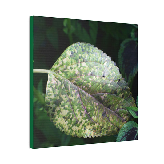 DEAL - Thin Canvas - Stretched, 0.75" - Small Sizes - Ideal for Wall Forest Mosaics - Leaves of El Yunque - Rare Mosaic Leaf - Green Forest Home