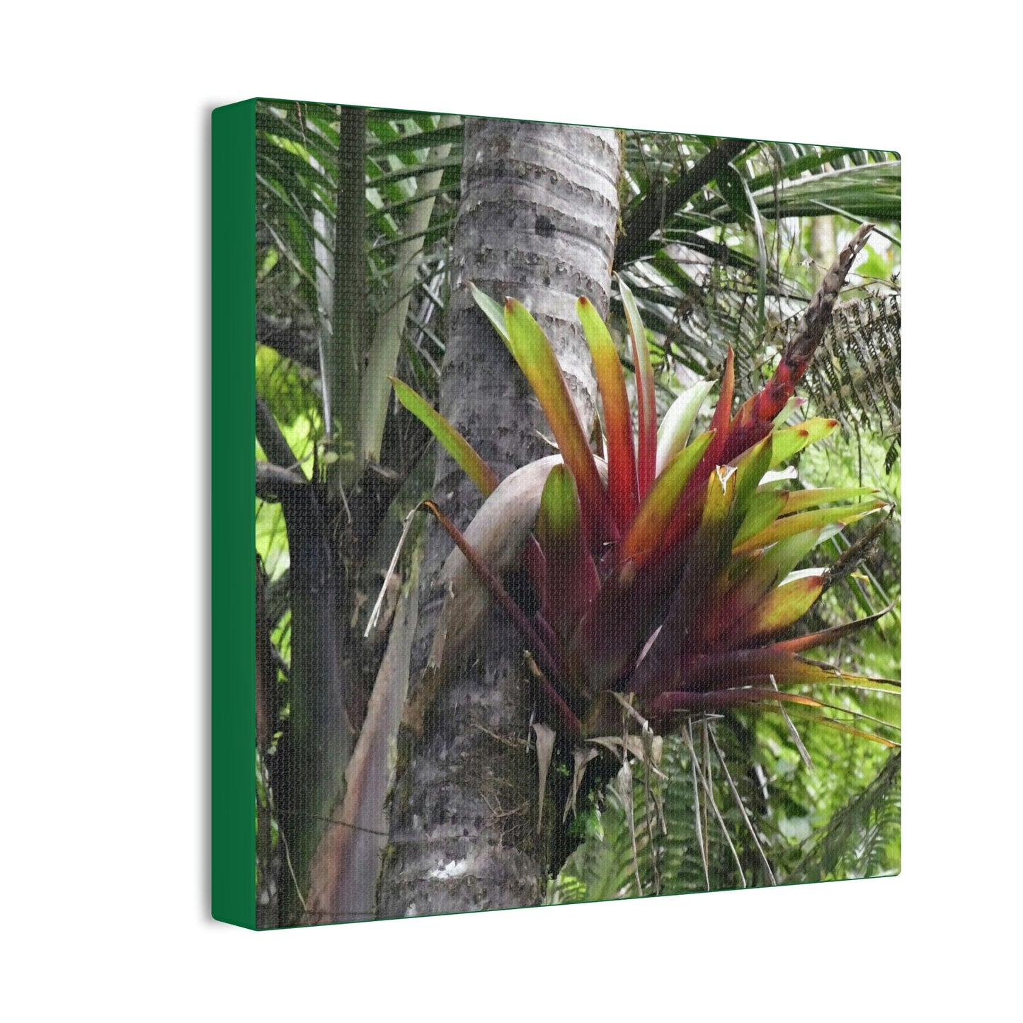 DEAL - Thin Canvas - Stretched, 0.75" - Small Sizes - Ideal for Wall Forest Mosaics - Leaves of El Yunque - Red Bromeliad - air plant - Green Forest Home