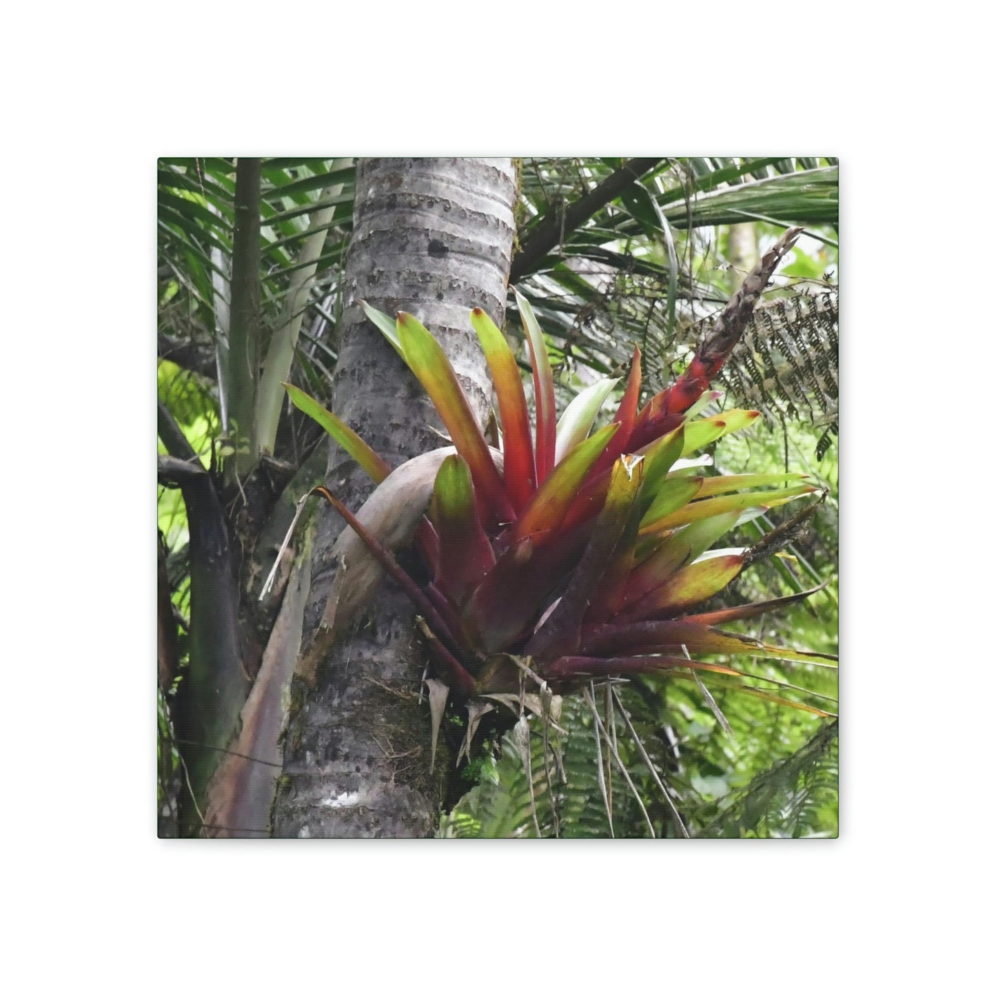 DEAL - Thin Canvas - Stretched, 0.75" - Small Sizes - Ideal for Wall Forest Mosaics - Leaves of El Yunque - Red Bromeliad - air plant - Green Forest Home