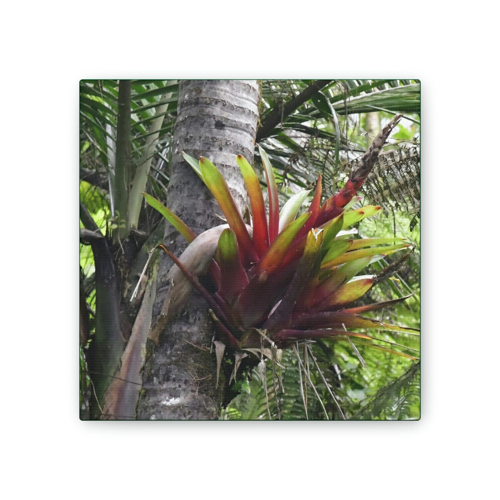DEAL - Thin Canvas - Stretched, 0.75" - Small Sizes - Ideal for Wall Forest Mosaics - Leaves of El Yunque - Red Bromeliad - air plant - Green Forest Home