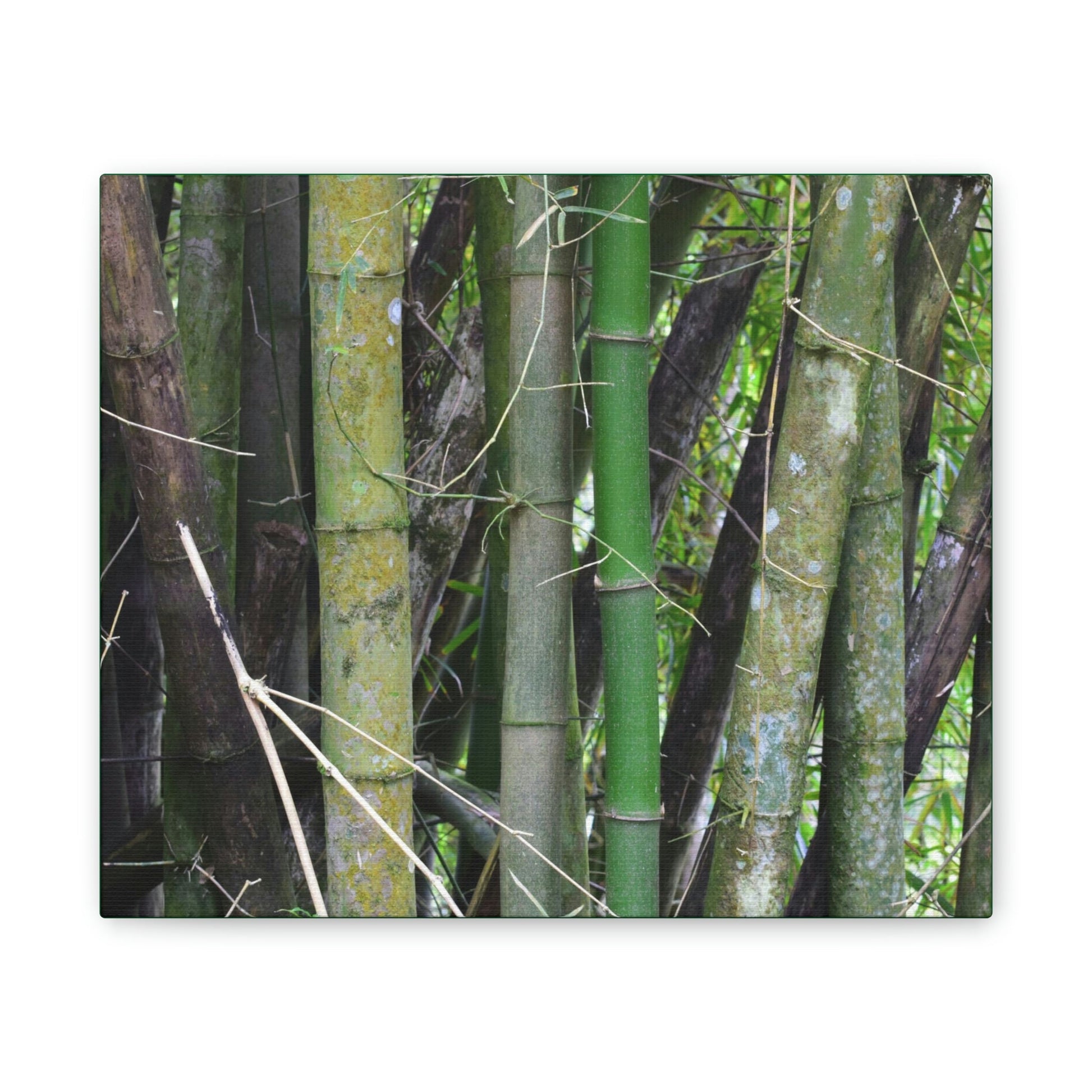 Deals on Thin Canvas - Stretched, 0.75" - Small Sizes Horizontal - Ideal for Wall Forest Mosaics - Bamboo cluster planted to protect the roads - Green Forest Home