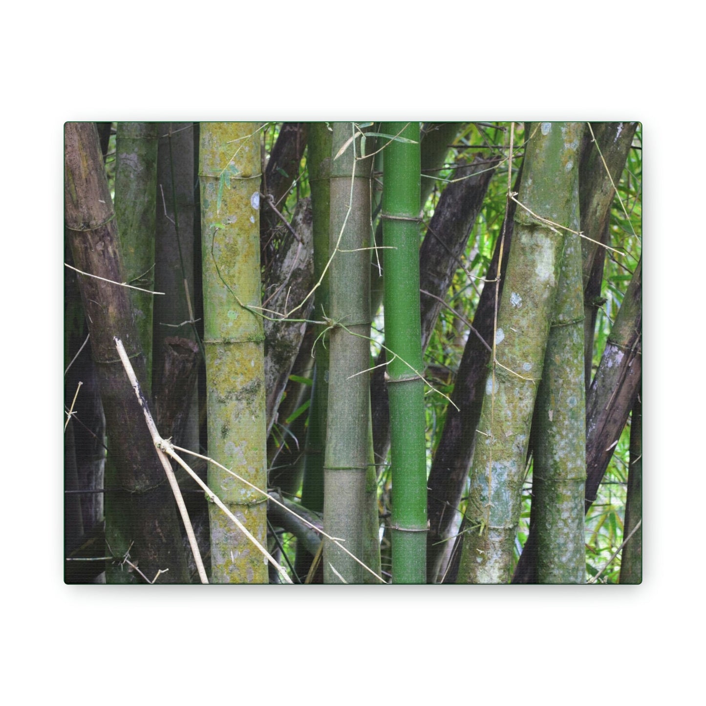 Deals on Thin Canvas - Stretched, 0.75" - Small Sizes Horizontal - Ideal for Wall Forest Mosaics - Bamboo cluster planted to protect the roads - Green Forest Home