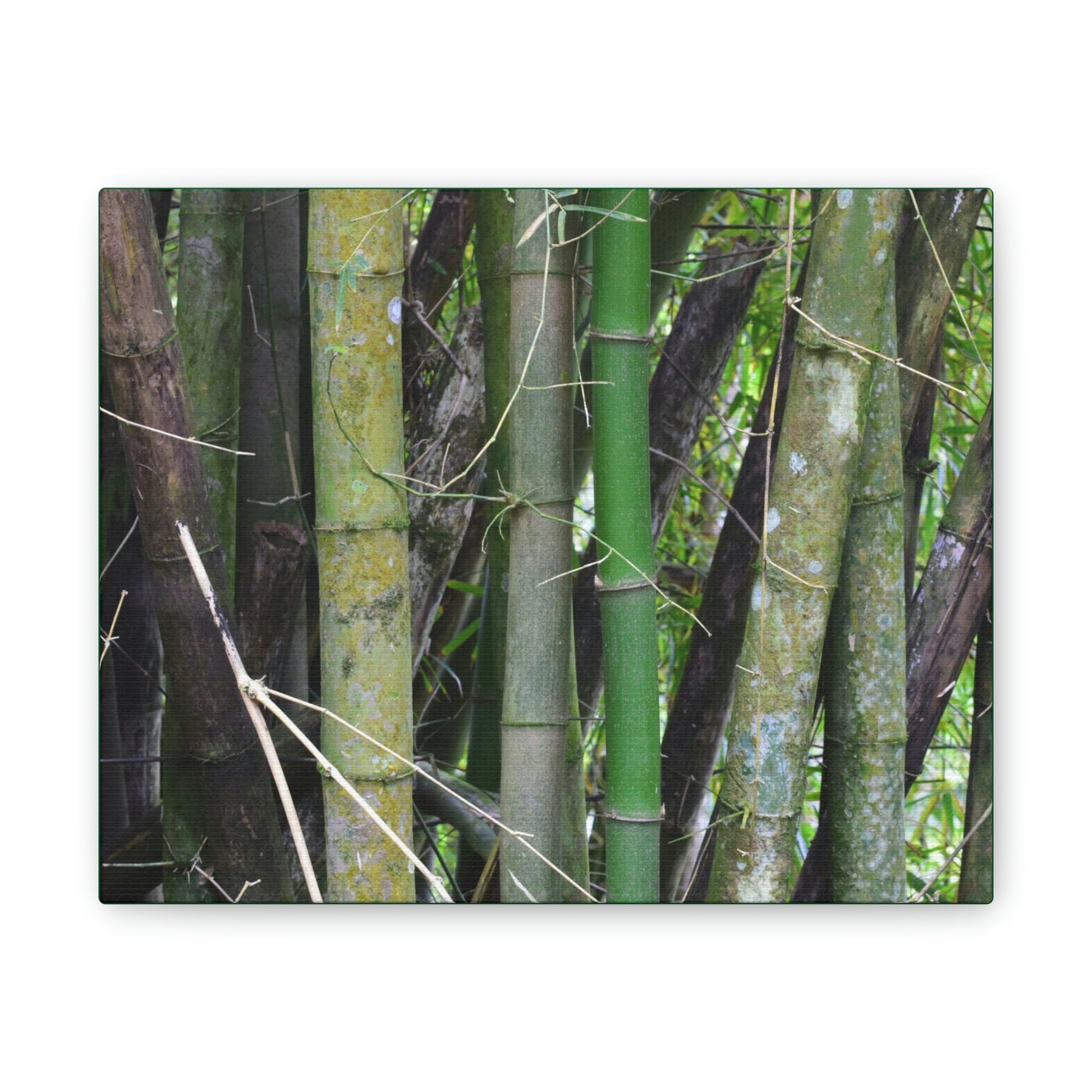 Deals on Thin Canvas - Stretched, 0.75" - Small Sizes Horizontal - Ideal for Wall Forest Mosaics - Bamboo cluster planted to protect the roads - Green Forest Home