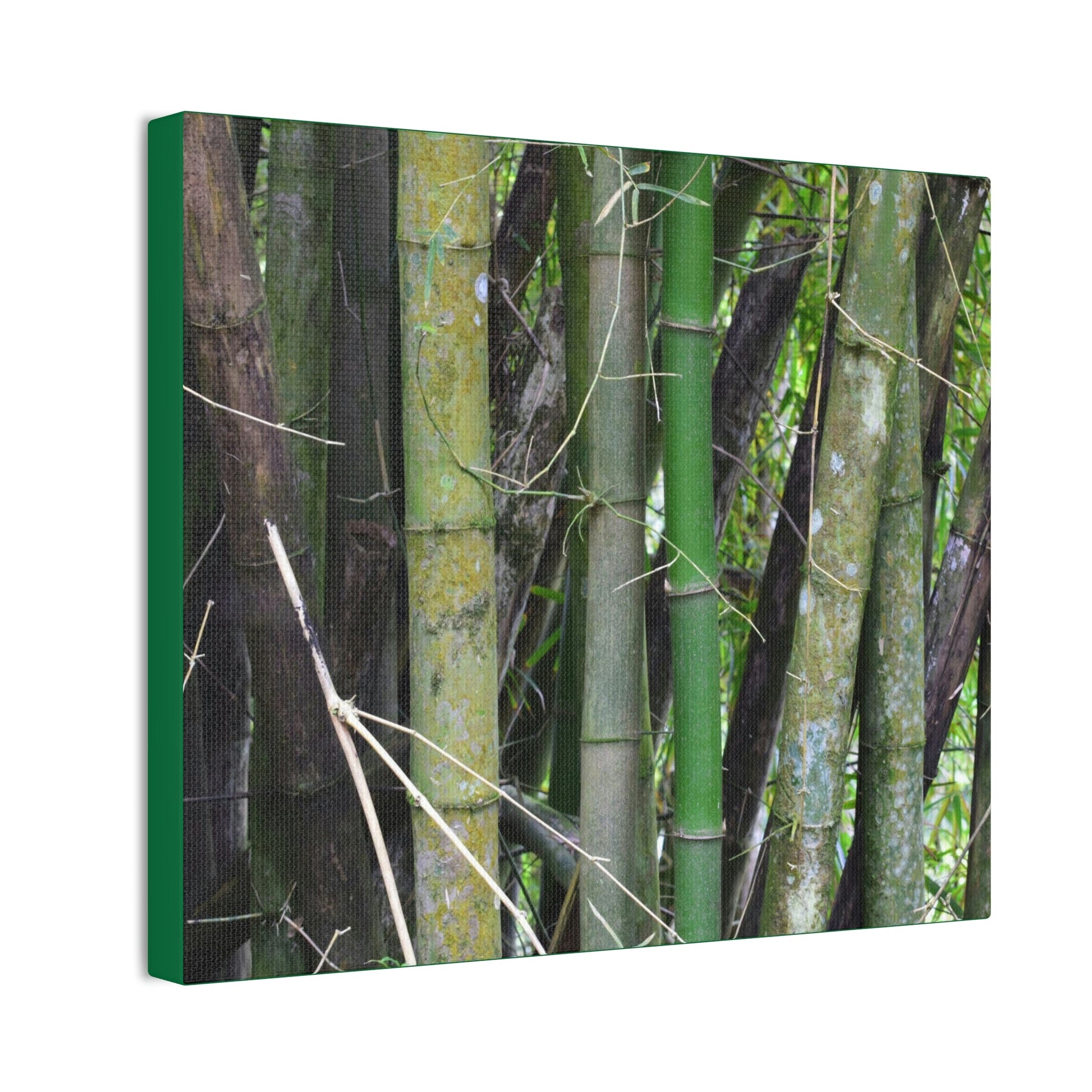 Deals on Thin Canvas - Stretched, 0.75" - Small Sizes Horizontal - Ideal for Wall Forest Mosaics - Bamboo cluster planted to protect the roads - Green Forest Home