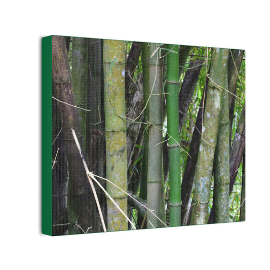 Deals on Thin Canvas - Stretched, 0.75" - Small Sizes Horizontal - Ideal for Wall Forest Mosaics - Bamboo cluster planted to protect the roads - Green Forest Home