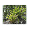 Deals on Thin Canvas - Stretched, 0.75" - Small Sizes Horizontal - Ideal for Wall Forest Mosaics - Bromeliads on Boulder - Rio Sabana Trail - Green Forest Home
