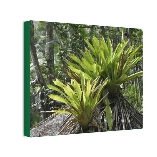 Deals on Thin Canvas - Stretched, 0.75" - Small Sizes Horizontal - Ideal for Wall Forest Mosaics - Bromeliads on Boulder - Rio Sabana Trail - Green Forest Home