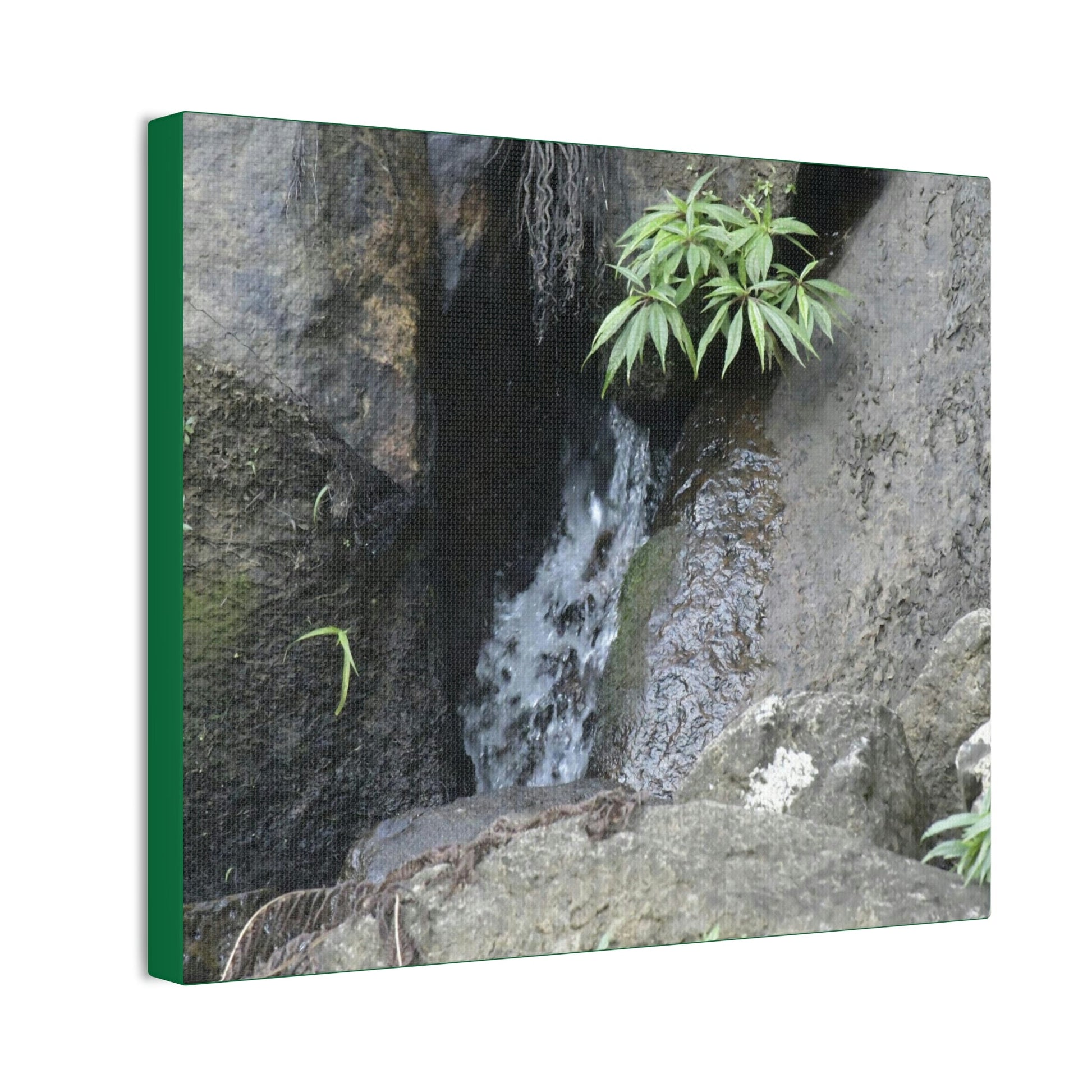 Deals on Thin Canvas - Stretched, 0.75" - Small Sizes Horizontal - Ideal for Wall Forest Mosaics - Bromeliads on Boulder - Rio Sabana Trail - Green Forest Home