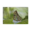 Deals on Thin Canvas - Stretched, 0.75" - Small Sizes Horizontal - Ideal for Wall Forest Mosaics - Butterfly next to Rio Cubuy - Green Forest Home
