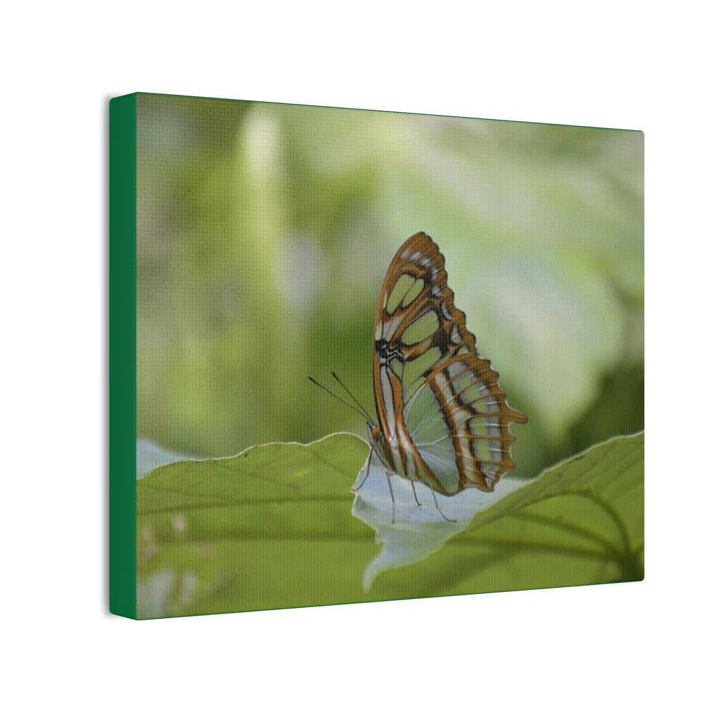 Deals on Thin Canvas - Stretched, 0.75" - Small Sizes Horizontal - Ideal for Wall Forest Mosaics - Butterfly next to Rio Cubuy - Green Forest Home