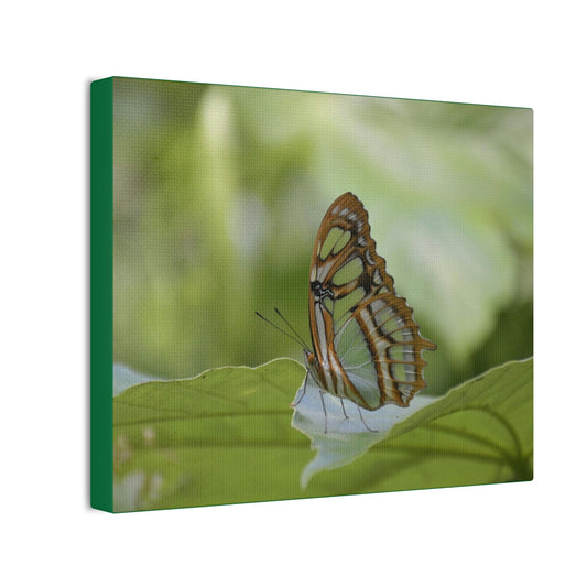 Deals on Thin Canvas - Stretched, 0.75" - Small Sizes Horizontal - Ideal for Wall Forest Mosaics - Butterfly next to Rio Cubuy - Green Forest Home