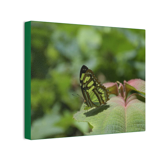 Deals on Thin Canvas - Stretched, 0.75" - Small Sizes Horizontal - Ideal for Wall Forest Mosaics - Butterfly on Rio Cubuy - Green Forest Home