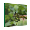 Deals on Thin Canvas - Stretched, 0.75" - Small Sizes Horizontal - Ideal for Wall Forest Mosaics - Butterfly on Rio Cubuy - Green Forest Home