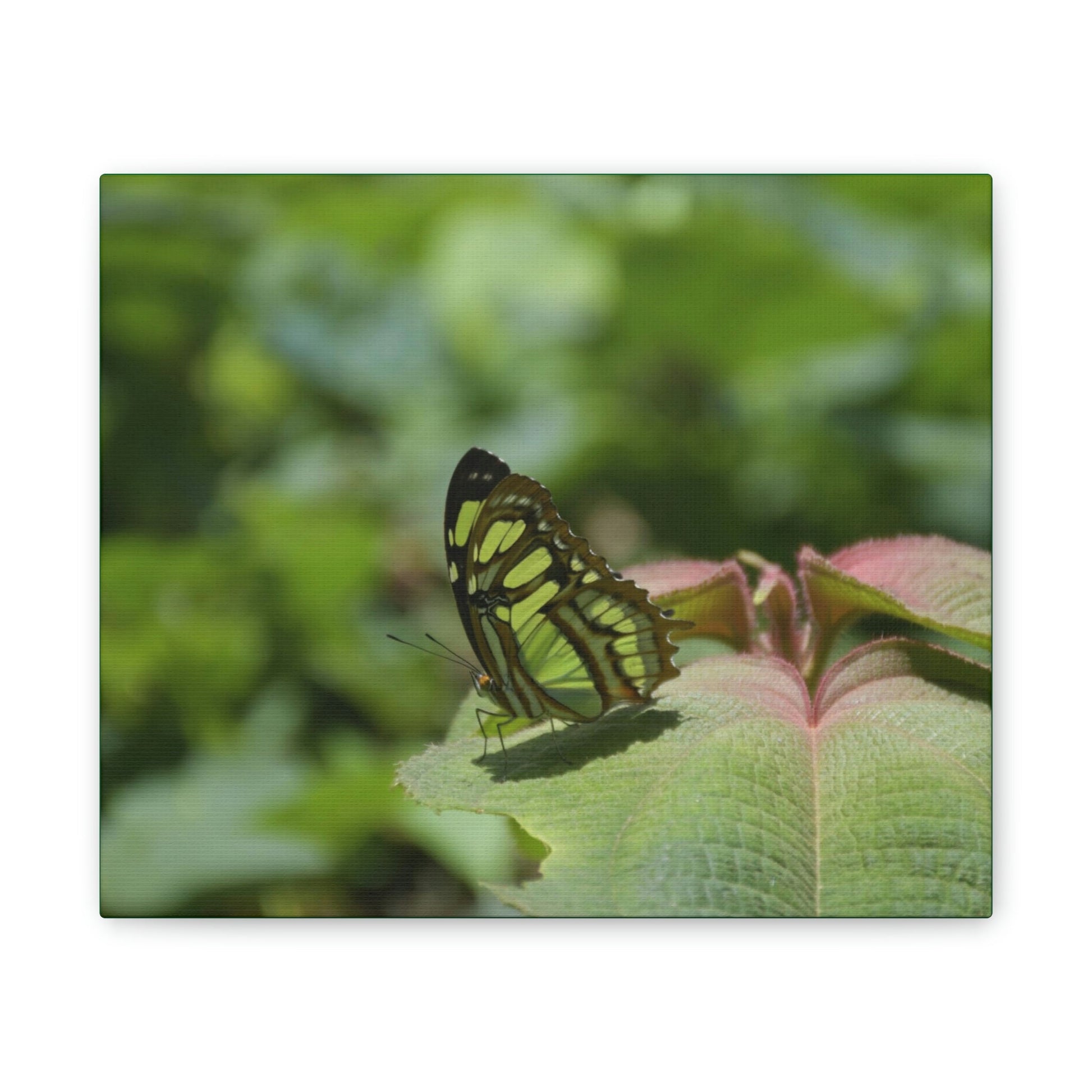 Deals on Thin Canvas - Stretched, 0.75" - Small Sizes Horizontal - Ideal for Wall Forest Mosaics - Butterfly on Rio Cubuy - Green Forest Home
