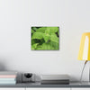 Deals on Thin Canvas - Stretched, 0.75" - Small Sizes Horizontal - Ideal for Wall Forest Mosaics - Cluster of Common Yunque Plants - Green Forest Home