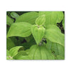 Deals on Thin Canvas - Stretched, 0.75" - Small Sizes Horizontal - Ideal for Wall Forest Mosaics - Cluster of Common Yunque Plants - Green Forest Home