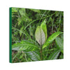 Deals on Thin Canvas - Stretched, 0.75" - Small Sizes Horizontal - Ideal for Wall Forest Mosaics - Cluster of Common Yunque Plants - Green Forest Home