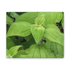 Deals on Thin Canvas - Stretched, 0.75" - Small Sizes Horizontal - Ideal for Wall Forest Mosaics - Cluster of Common Yunque Plants - Green Forest Home