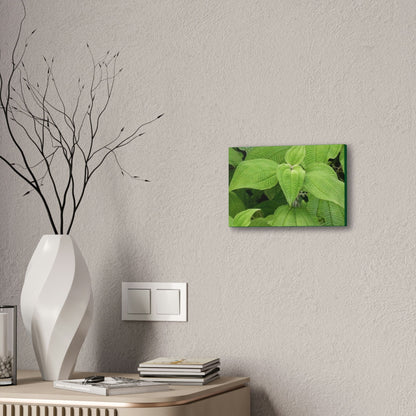 Deals on Thin Canvas - Stretched, 0.75" - Small Sizes Horizontal - Ideal for Wall Forest Mosaics - Cluster of Common Yunque Plants - Green Forest Home