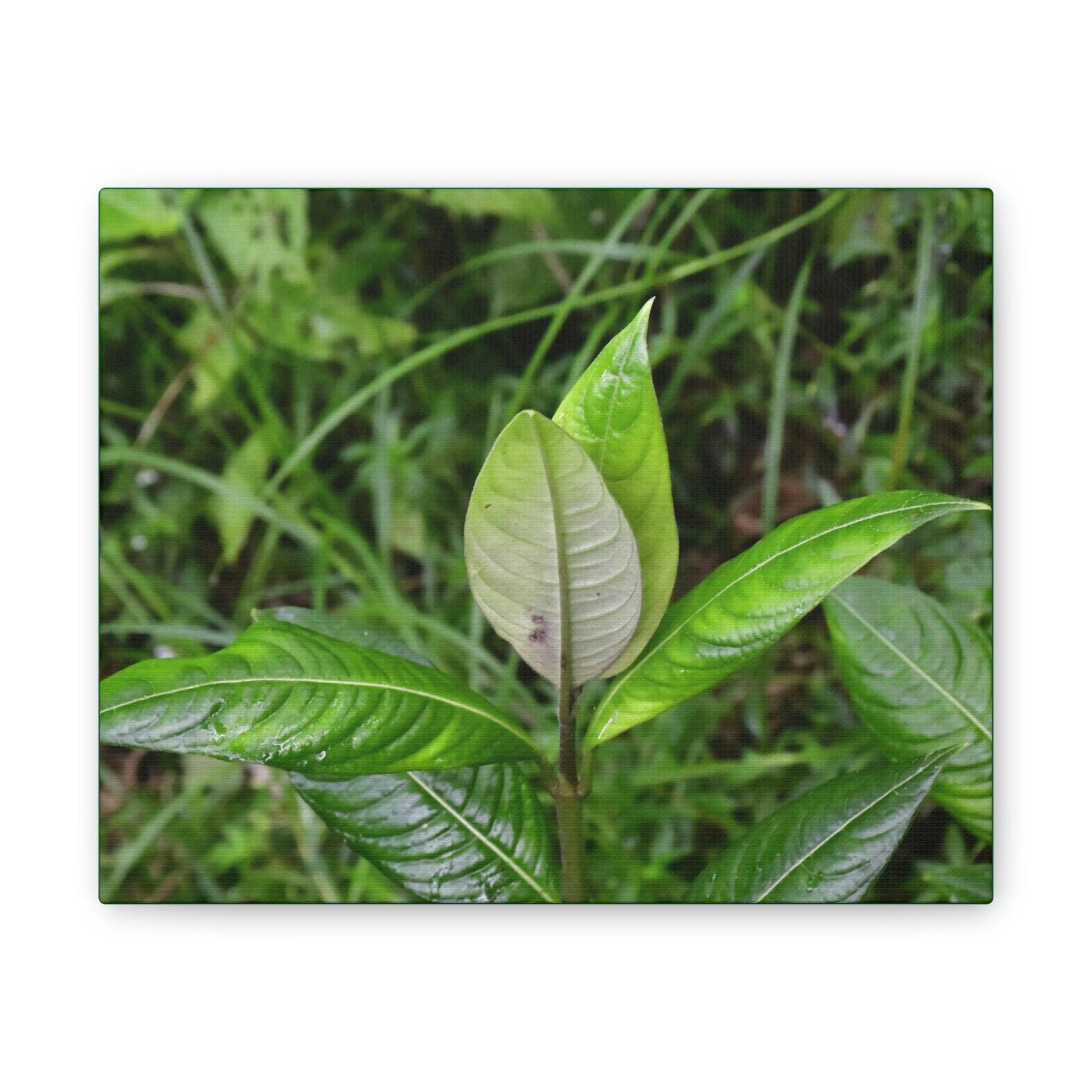 Deals on Thin Canvas - Stretched, 0.75" - Small Sizes Horizontal - Ideal for Wall Forest Mosaics - Cluster of Common Yunque Plants - Green Forest Home