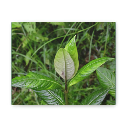 Deals on Thin Canvas - Stretched, 0.75" - Small Sizes Horizontal - Ideal for Wall Forest Mosaics - Cluster of Common Yunque Plants - Green Forest Home