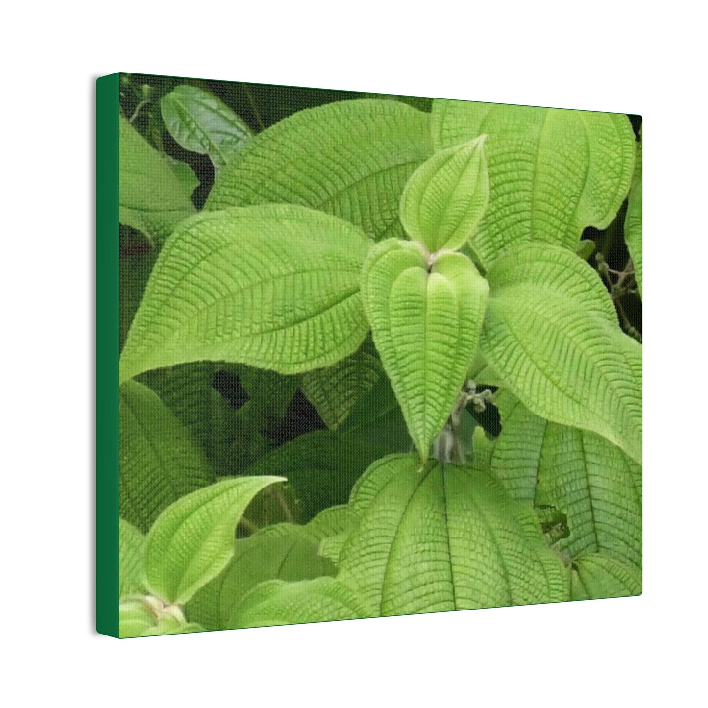 Deals on Thin Canvas - Stretched, 0.75" - Small Sizes Horizontal - Ideal for Wall Forest Mosaics - Cluster of Common Yunque Plants - Green Forest Home