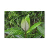 Deals on Thin Canvas - Stretched, 0.75" - Small Sizes Horizontal - Ideal for Wall Forest Mosaics - Cluster of Common Yunque Plants - Green Forest Home