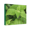 Deals on Thin Canvas - Stretched, 0.75" - Small Sizes Horizontal - Ideal for Wall Forest Mosaics - Cluster of Common Yunque Plants - Green Forest Home
