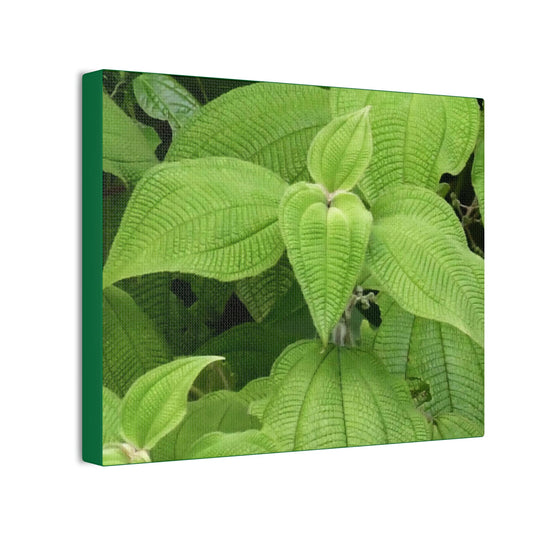 Deals on Thin Canvas - Stretched, 0.75" - Small Sizes Horizontal - Ideal for Wall Forest Mosaics - Cluster of Common Yunque Plants - Green Forest Home