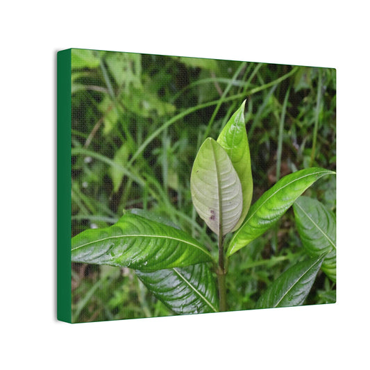 Deals on Thin Canvas - Stretched, 0.75" - Small Sizes Horizontal - Ideal for Wall Forest Mosaics - Cluster of Common Yunque Plants - Green Forest Home