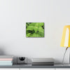 Deals on Thin Canvas - Stretched, 0.75" - Small Sizes Horizontal - Ideal for Wall Forest Mosaics - Cluster of Common Yunque Plants - Green Forest Home